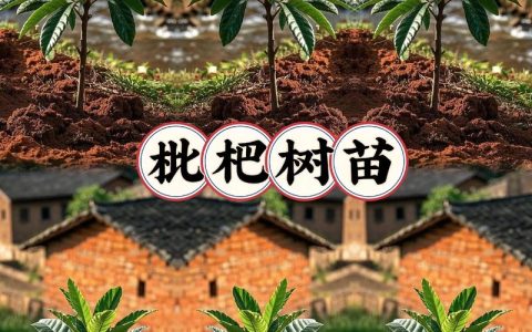 华农周边果树苗选购指南与华中地区种植全攻略