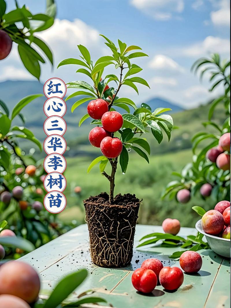 修剪与施肥方案：按物候期分步执行