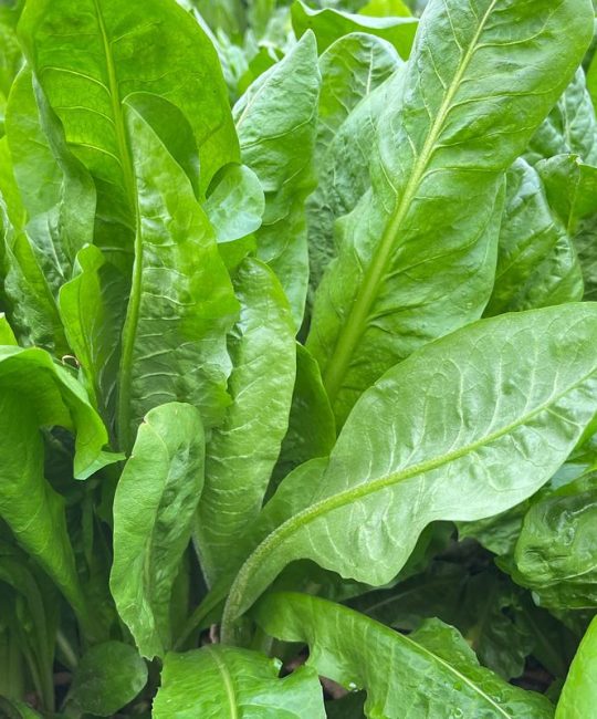 种什么草喂猪长得快？这几种高蛋白牧草让你的猪增重又省钱