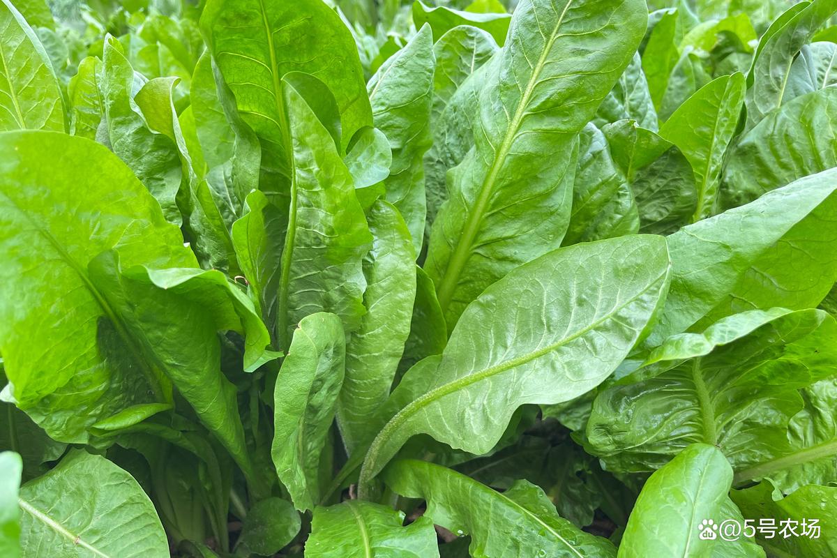 一、皇竹草——多年生，产量之王