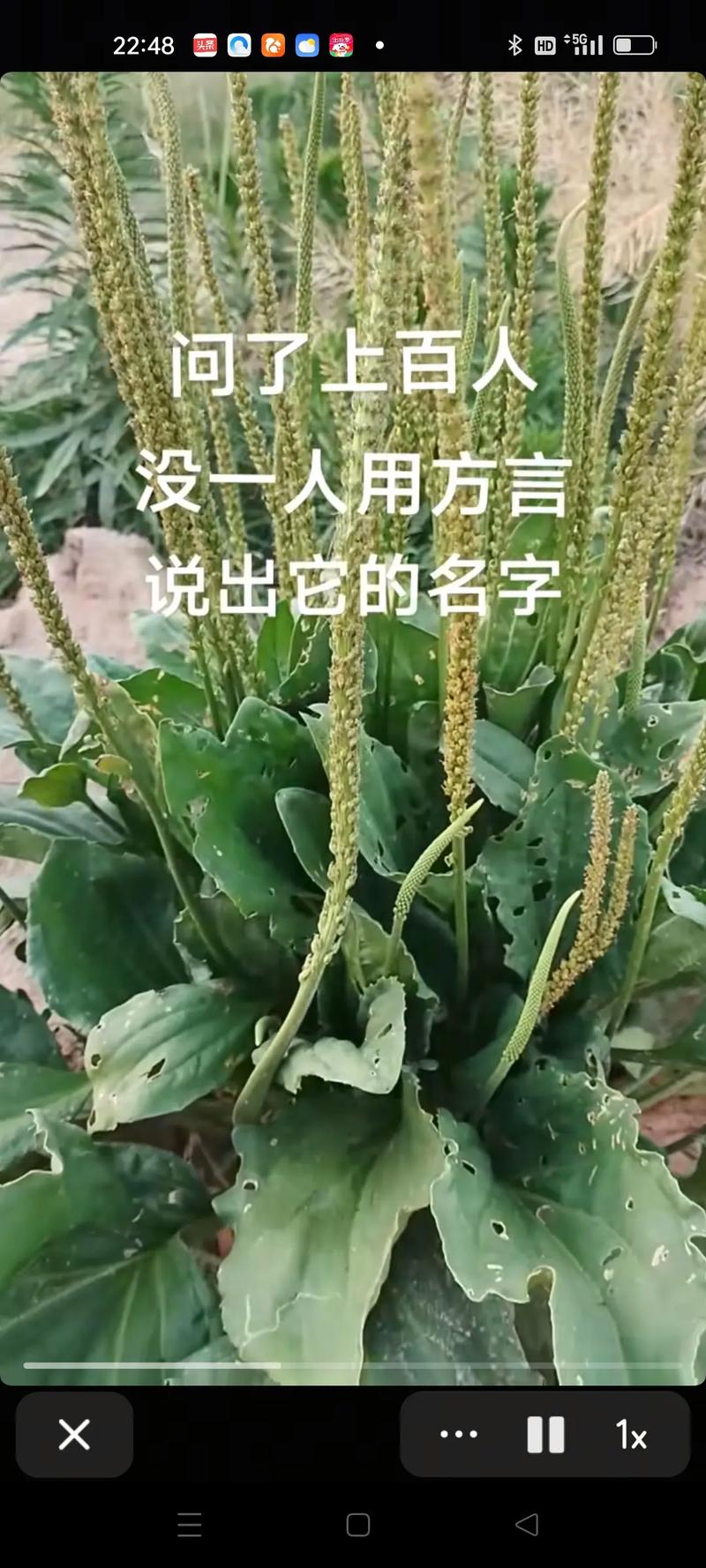 三、紫花苜蓿——“牧草之王”，母猪的优质蛋白源