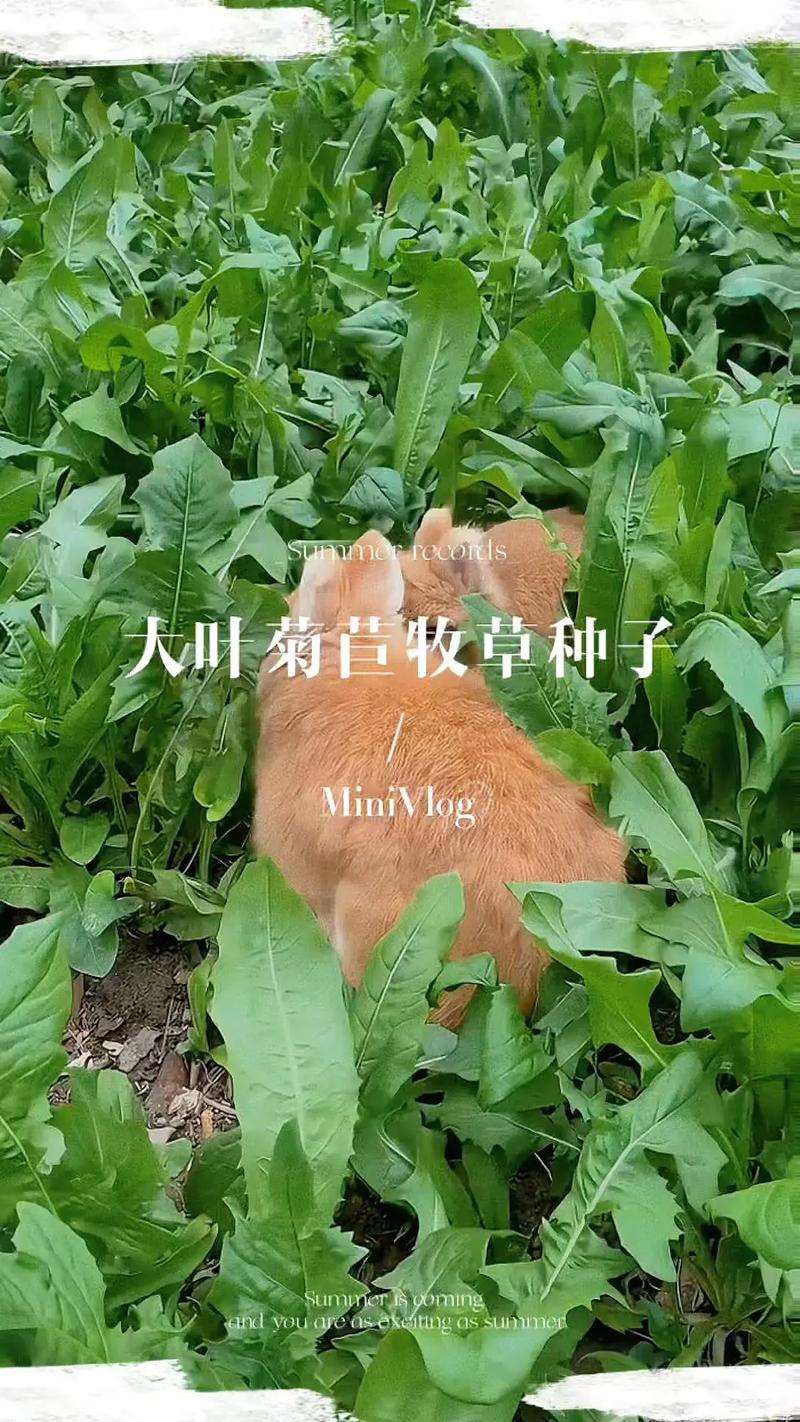 二、黑麦草——秋冬替补，高蛋白低纤维