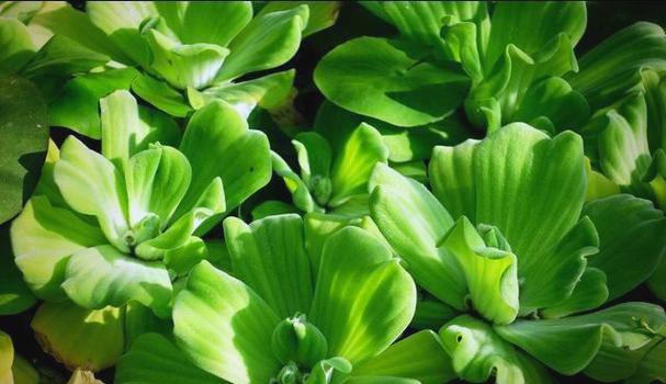 四、墨西哥玉米草——一年生，速生高糖