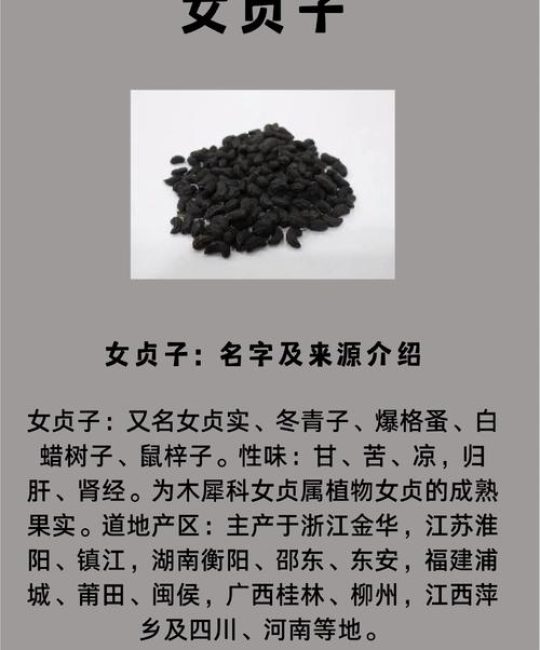 女贞子功效作用与主治功能：补肾明目的传统中药材详解
