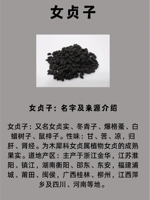 女贞子功效作用与主治功能:补肾明目的传统中药材详解 女贞子功效作用与主治功能:补肾明目的传统中药材详解