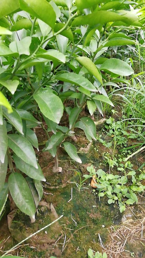 三、第二步：品种真实性核心核查——由良蜜桔的形态诊断