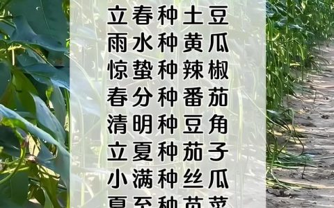 苦草种植时间全攻略：什么时候种最好？分南北方给出精准时间表