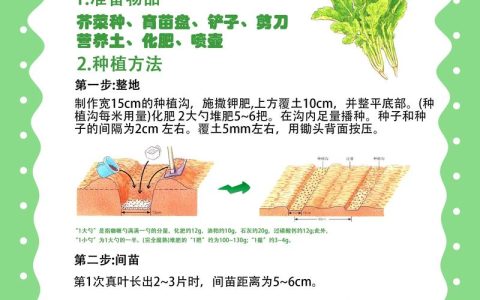 芥菜什么时候种植比较好？从播种到成活的完整技术指南
