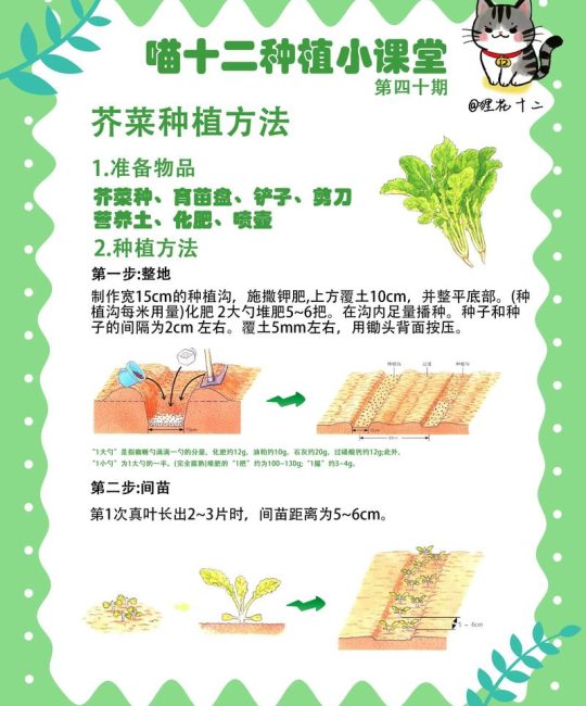 芥菜什么时候种植比较好？从播种到成活的完整技术指南