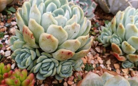 玉蝶用什么土种比较好？多肉植物配土全攻略