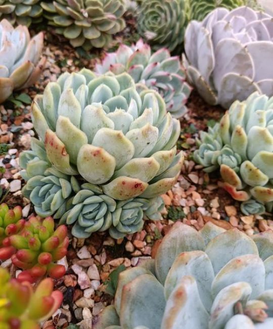 玉蝶用什么土种比较好？多肉植物配土全攻略