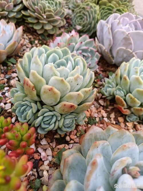 玉蝶用什么土种比较好?多肉植物配土全攻略 玉蝶用什么土种比较好?多肉植物配土全攻略