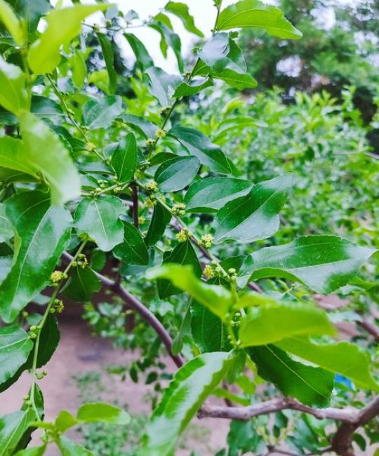 枣树开花时需要浇水吗？家庭园艺养护全指南