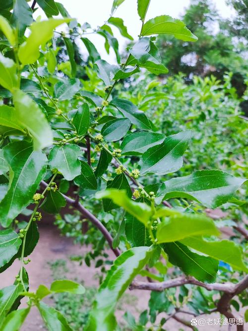 枣树开花时需要浇水吗?家庭园艺养护全指南 枣树开花时需要浇水吗?家庭园艺养护全指南