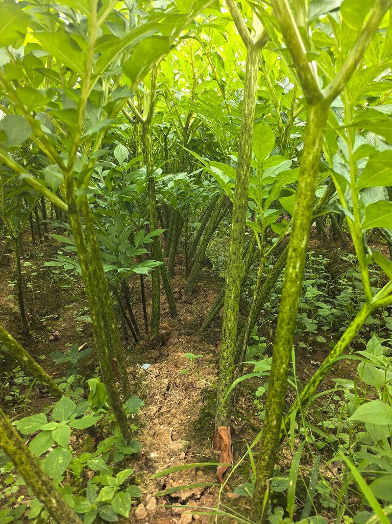魔芋亩种多少棵?栽植密度与种植规格实用指南 不同种植目的的密度如何定?
