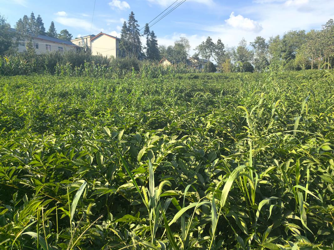 魔芋亩种多少棵?栽植密度与种植规格实用指南 采购魔芋种球时规格该选多大?