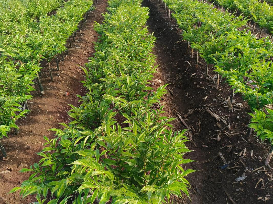 魔芋亩种多少棵?栽植密度与种植规格实用指南 常见问题解答(FAQ)