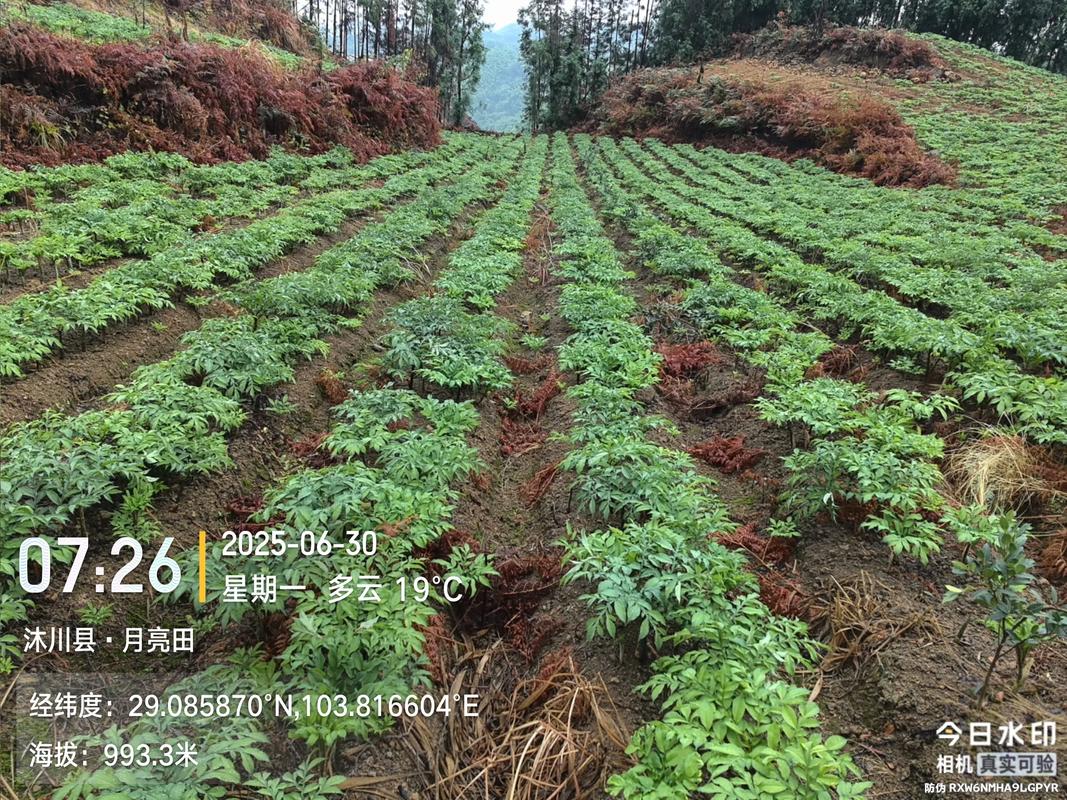 魔芋亩种多少棵?栽植密度与种植规格实用指南 总结