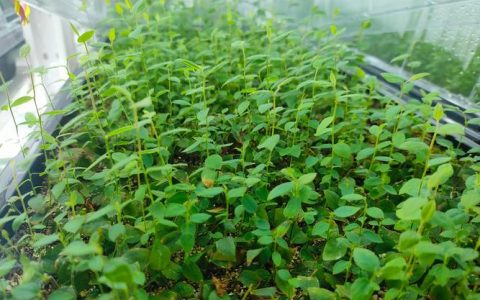 法新蓝莓苗的优缺点及种植指南