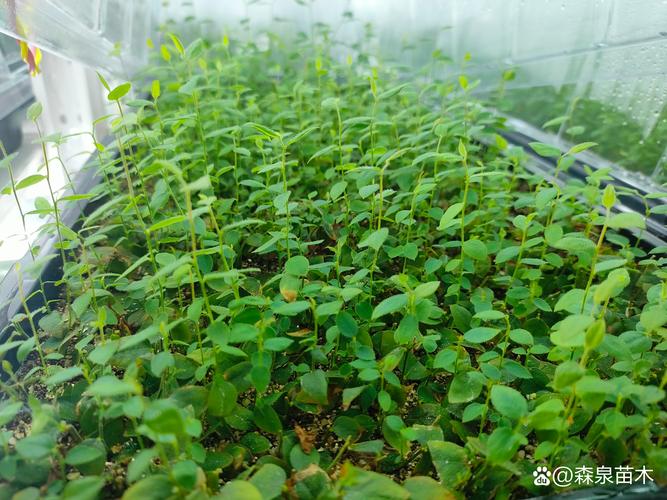 法新蓝莓苗的优缺点及种植指南 法新蓝莓苗的优缺点及种植指南