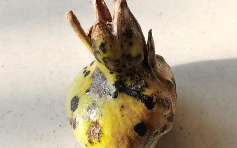 石榴树掉果是怎么回事？从品种选择到花果管理的完整解决方案
