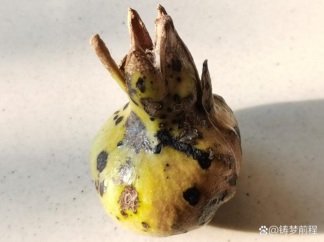 石榴树掉果是怎么回事?从品种选择到花果管理的完整解决方案 品种选择是预防掉果的第一道防线