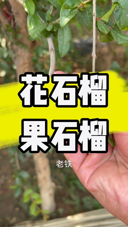 石榴树掉果是怎么回事?从品种选择到花果管理的完整解决方案 适种地区与气候条件是坐果的根本保障