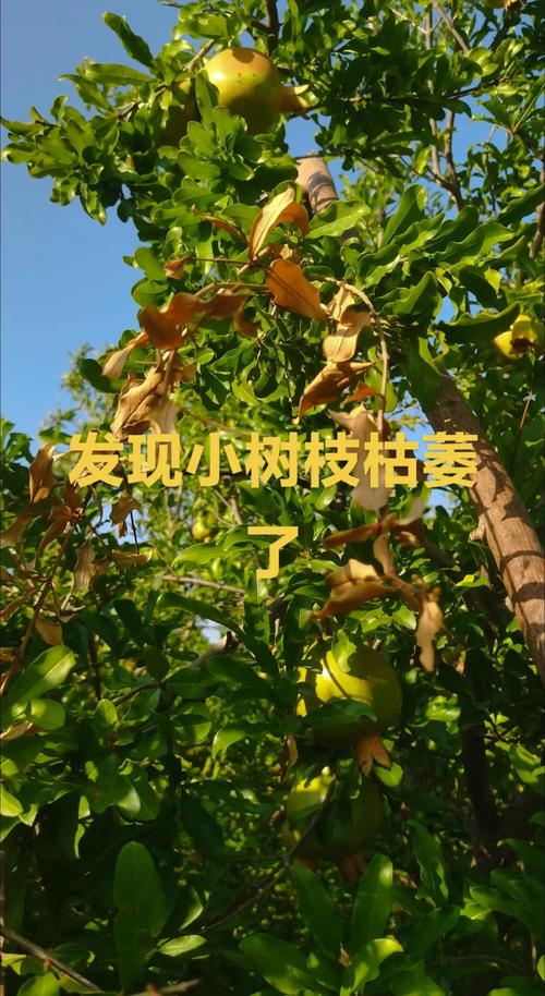 石榴树掉果是怎么回事?从品种选择到花果管理的完整解决方案 结果年限与产量预期
