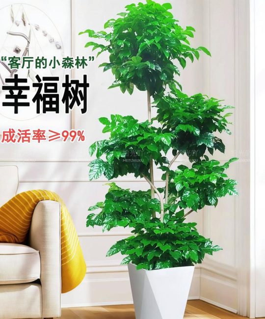 幸福树是四季常青吗？地域化栽培全攻略（含耐寒区数据与南北养护差异）