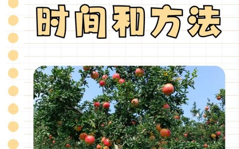 石榴树养护方法与四季管理全攻略