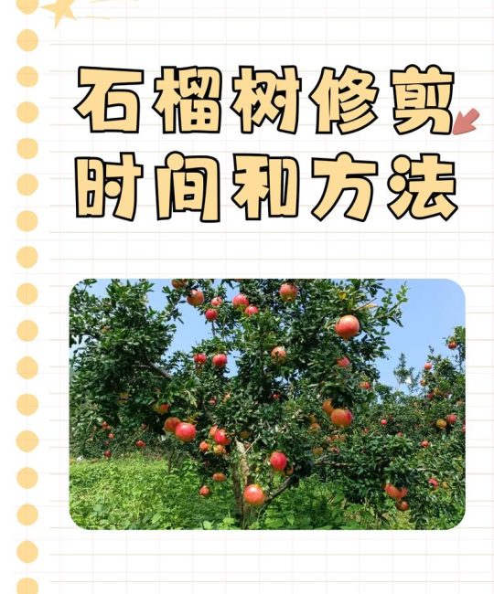 石榴树养护方法与四季管理全攻略
