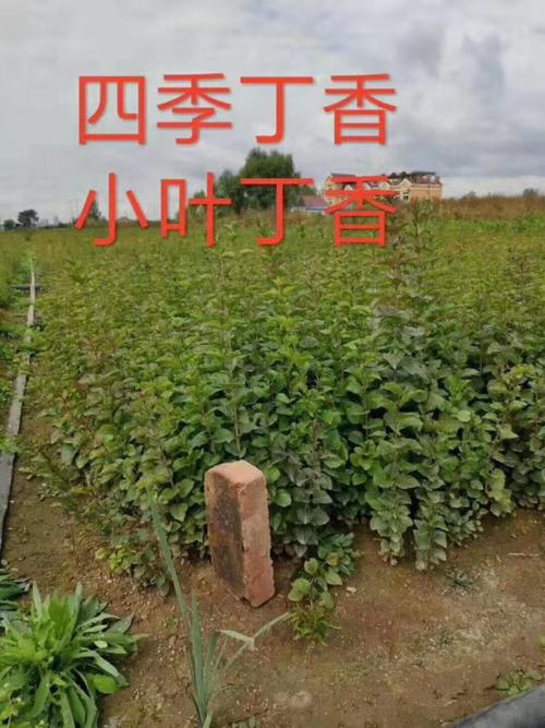 丁香苗多少钱一棵?2025年最新价格全解析(附规格对比表) 核心影响因素四:数量