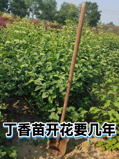 丁香苗多少钱一棵?2025年最新价格全解析(附规格对比表) 核心影响因素五:运输