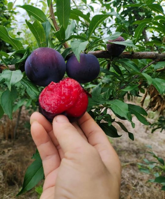 风味玫瑰李子品种介绍：果香浓郁，高产优质的优选品种