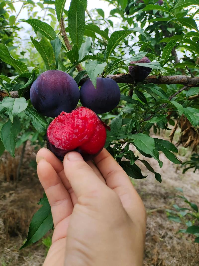 风味玫瑰李子品种介绍:果香浓郁,高产优质的优选品种 风味玫瑰李子品种介绍:果香浓郁,高产优质的优选品种