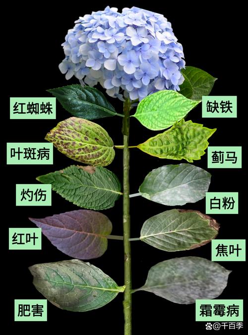 绣球花叶子发黄干枯是什么原因? 常见原因列表