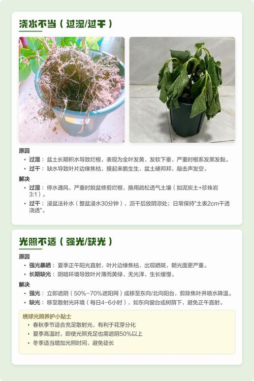 绣球花叶子发黄干枯是什么原因? 处理办法