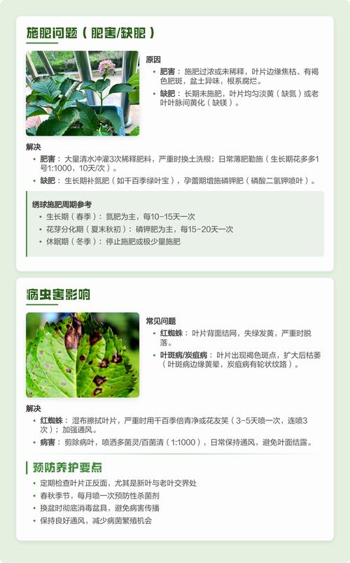 绣球花叶子发黄干枯是什么原因? 判断误区