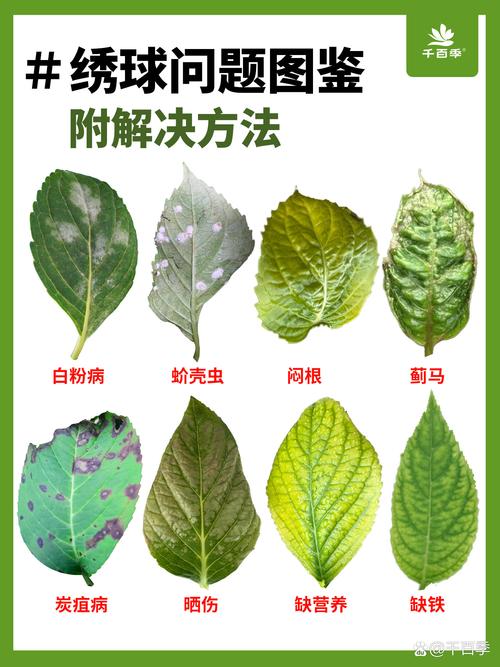 绣球花叶子发黄干枯是什么原因? 预防建议