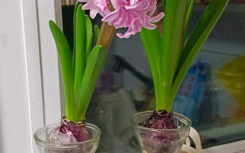 花的种子去哪里买？科学选购指南助你避开假种陷阱