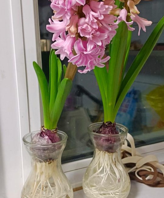 花的种子去哪里买？科学选购指南助你避开假种陷阱