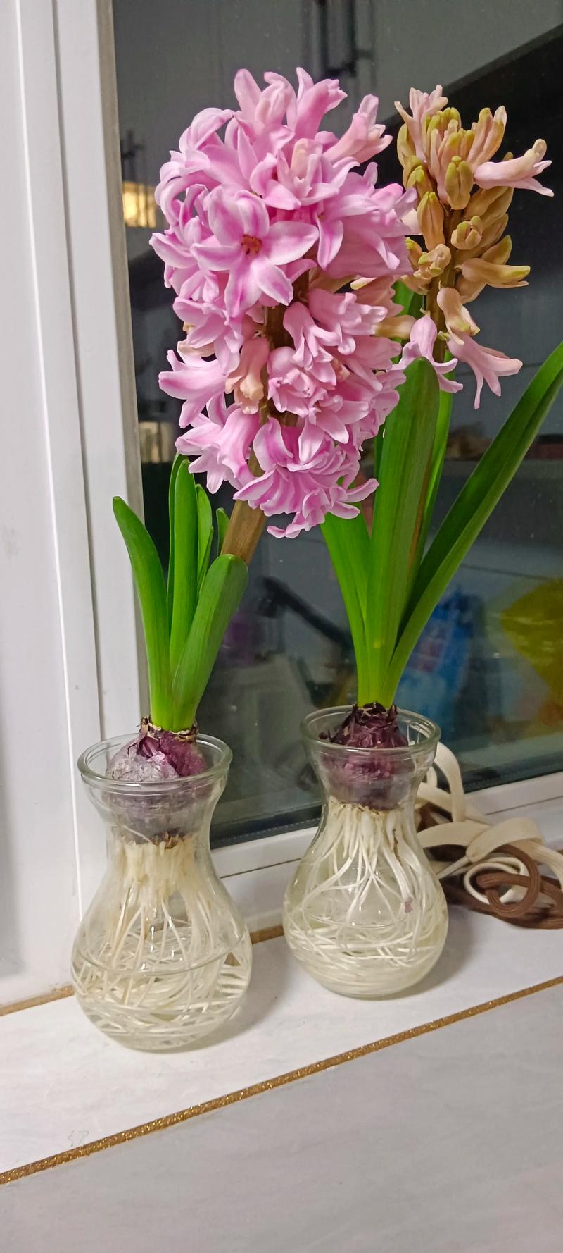 花的种子去哪里买?科学选购指南助你避开假种陷阱 花的种子去哪里买?科学选购指南助你避开假种陷阱
