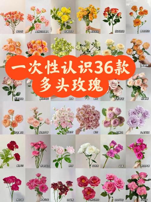 玫瑰花的颜色有多少种?园艺专家带你了解完整色谱与品种选择 越冬与越夏管理:分气候带操作