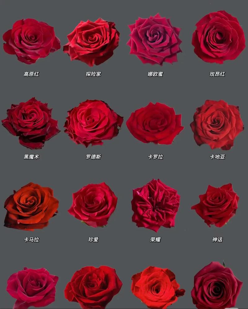 玫瑰花的颜色有多少种?园艺专家带你了解完整色谱与品种选择 FAQ