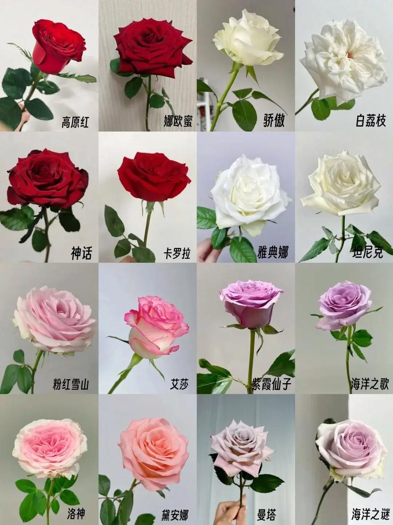 玫瑰花的颜色有多少种?园艺专家带你了解完整色谱与品种选择 总结:快速上手的3个核心动作