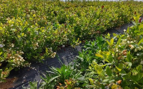 蓝莓树栽种时间：秋季10月至11月比春季3月至4月成活率更高，裸根苗需在休眠期定植
