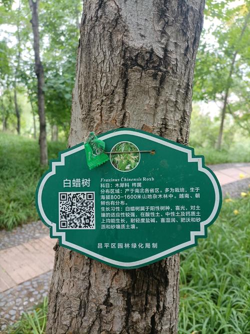 杜仲树哪里有?一份可验证的苗木采购渠道核查指南 第二步:品种真实性核查——杜仲叶、皮、果都是证据
