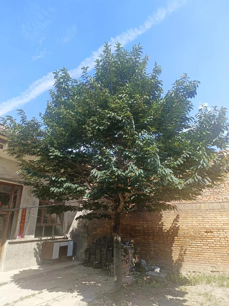 杜仲树哪里有?一份可验证的苗木采购渠道核查指南 第三步:根系与土球——肉眼可见的健康指标