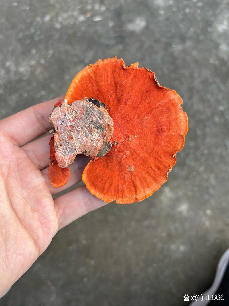 杜仲树哪里有?一份可验证的苗木采购渠道核查指南 第五步:售后条款——必须以书面承诺为准