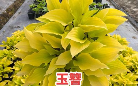 玉簪花哪个品种好看？4款经典品种对比，帮你快速决策